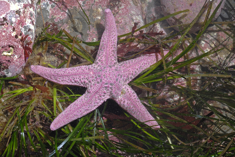 Pisaster brevispinus